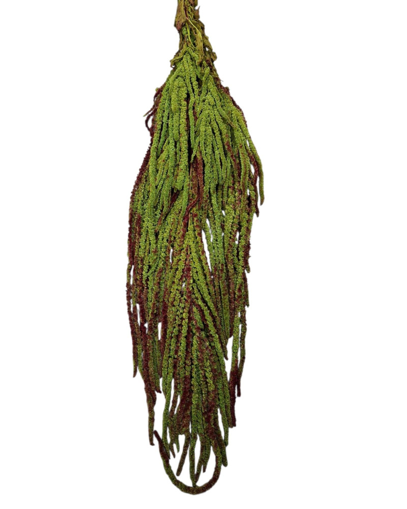 AMARANTHUS CAUDATUS PRESERVAT 50/80 CM