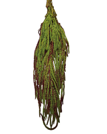 AMARANTHUS CAUDATUS PRESERVAT 50/80 CM