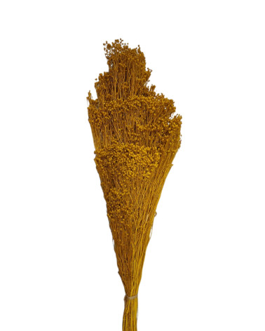 BROOMS PRESERVADO AMARILLO 50 CM
