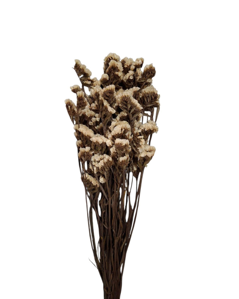 STATICE SINUATA PRESERVADA BLANCA 75 CM