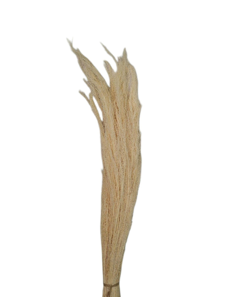 AGROSTIS BLANCO 40CM