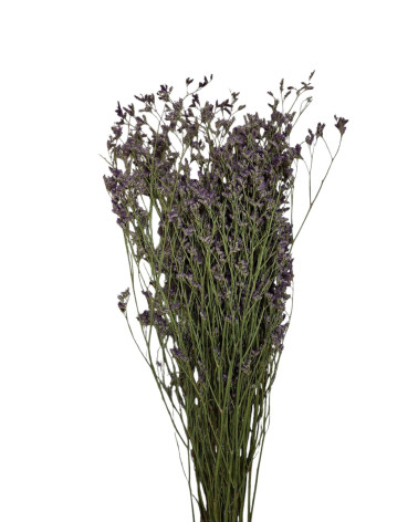 LIMONIUM LILA 70 CM