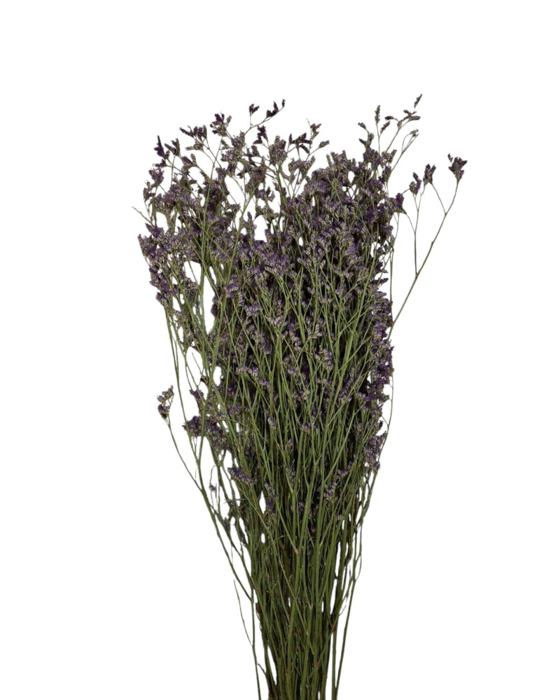 LIMONIUM LILA 70 CM