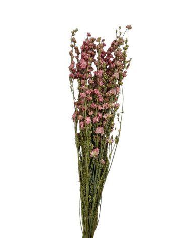 DELPHINIUM ROSA 70 CM
