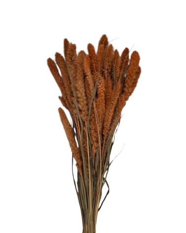 SETARIA MARRÓN 75 CM