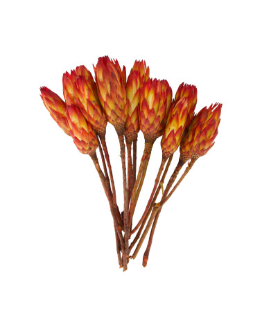 RAMAS PROTEA GOLD CUP 37X20X10 CM 15 PZS