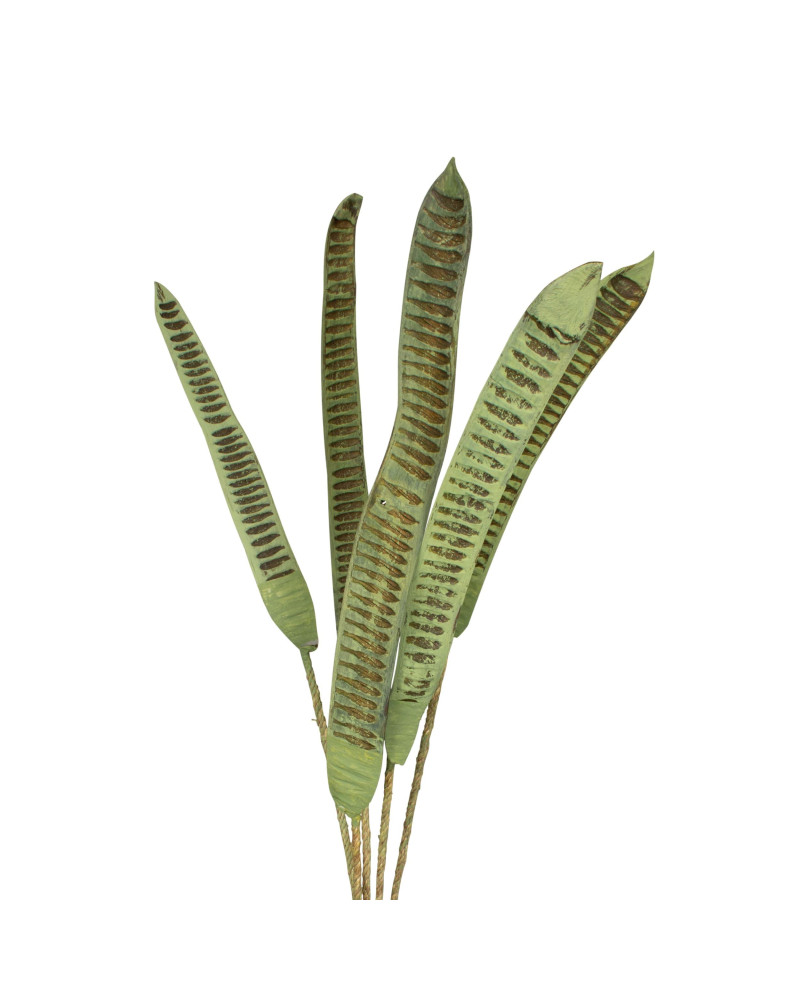 RAMAS STEP FRUIT VIZY VERDE 100X20X4 CM 5 PZS