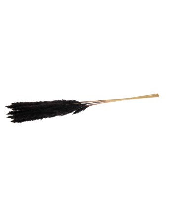 PAMPAS GRASS NEGRA 65-75 CM 6 PZS