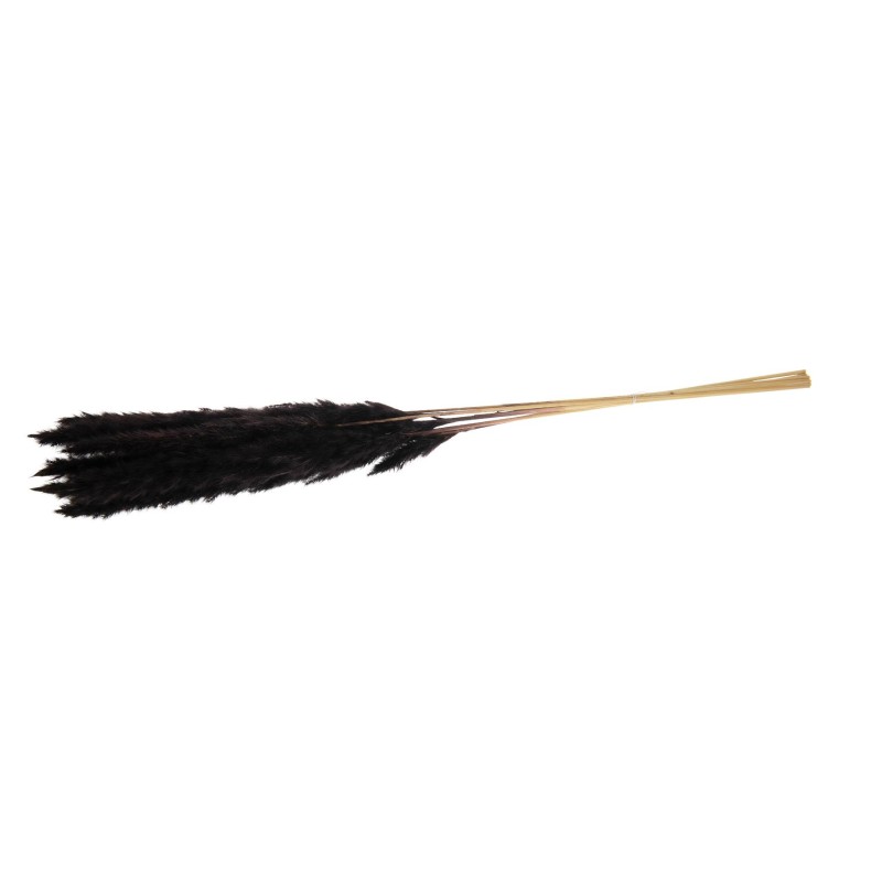 PAMPAS GRASS NEGRA 65-75 CM 6 PZS