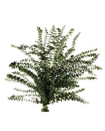 EUCALIPTUS BABY PRESERVADO 60/75 CM VERDE
