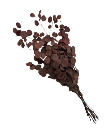 EUCALIPTUS POPULUS PRESERVADO 60 CM COLOR