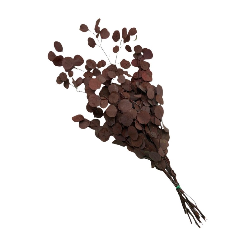 EUCALIPTUS POPULUS PRESERVADO 60 CM COLOR