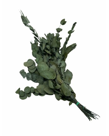 EUCALIPTUS ESPIRAL PRESERVADO 50/80 CM VERDE