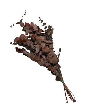 EUCALIPTUS ESPIRAL PRESERVADO 50/80 CM COLOR