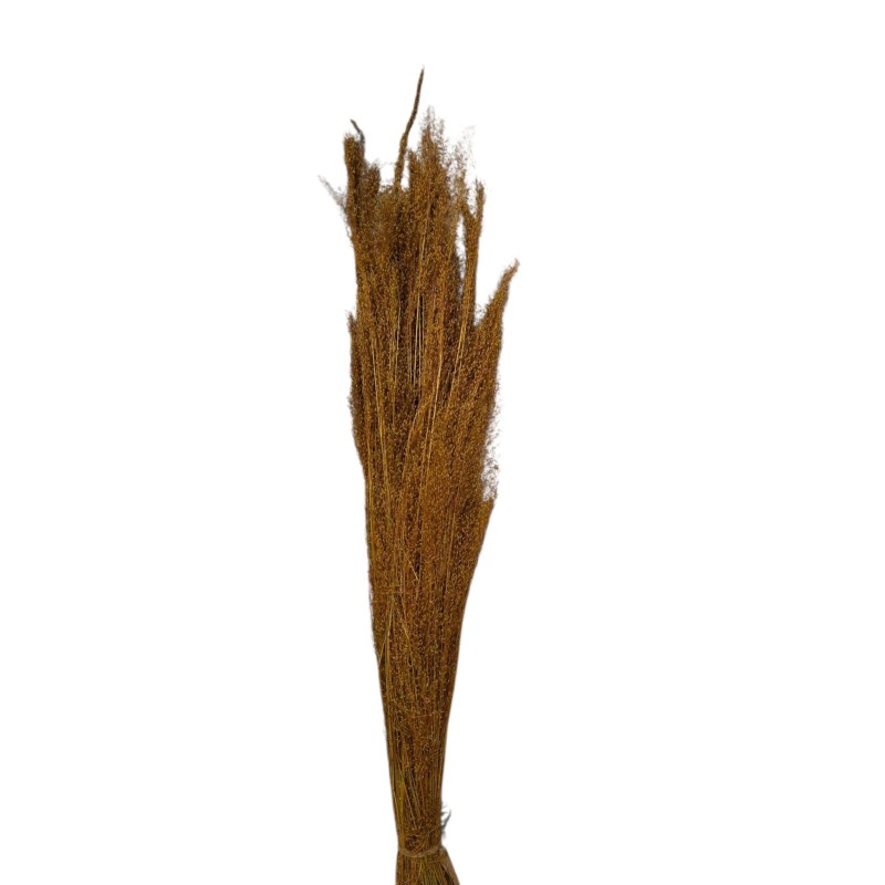 AGROSTIS MARRÓN 40 CM
