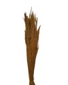 AGROSTIS MARRÓN 40 CM