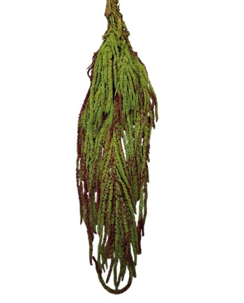 AMARANTHUS CAUDATUS PRESERVAT 50/80 CM