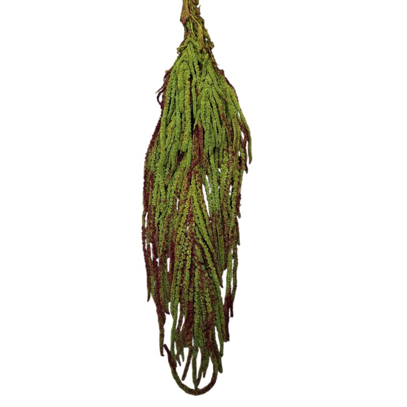 AMARANTHUS CAUDATUS PRESERVAT 50/80 CM