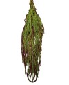 AMARANTHUS CAUDATUS PRESERVAT 50/80 CM