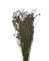 LIMONIUM LILA 70 CM