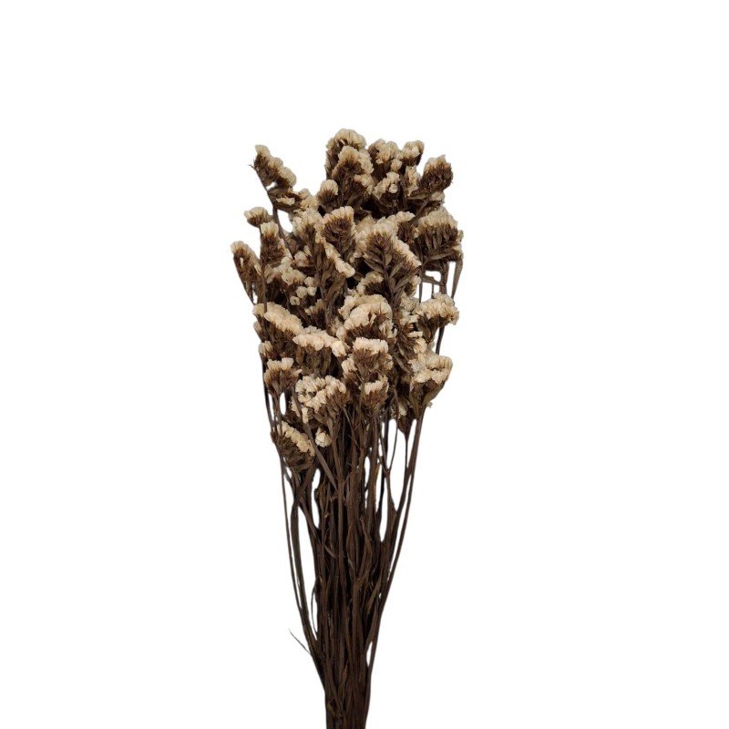 STATICE SINUATA PRESERVADA BLANCA 75 CM