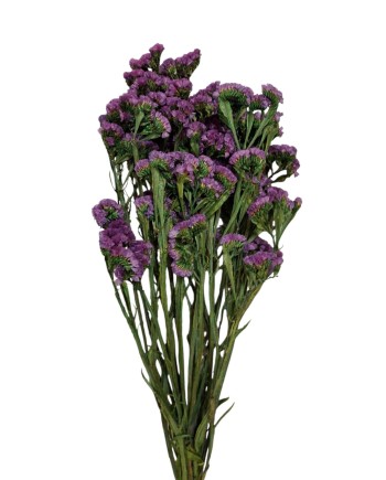 STATICE SINUATA PRESERVADA LILA 75 CM