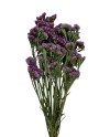 STATICE SINUATA PRESERVADA LILA 75 CM