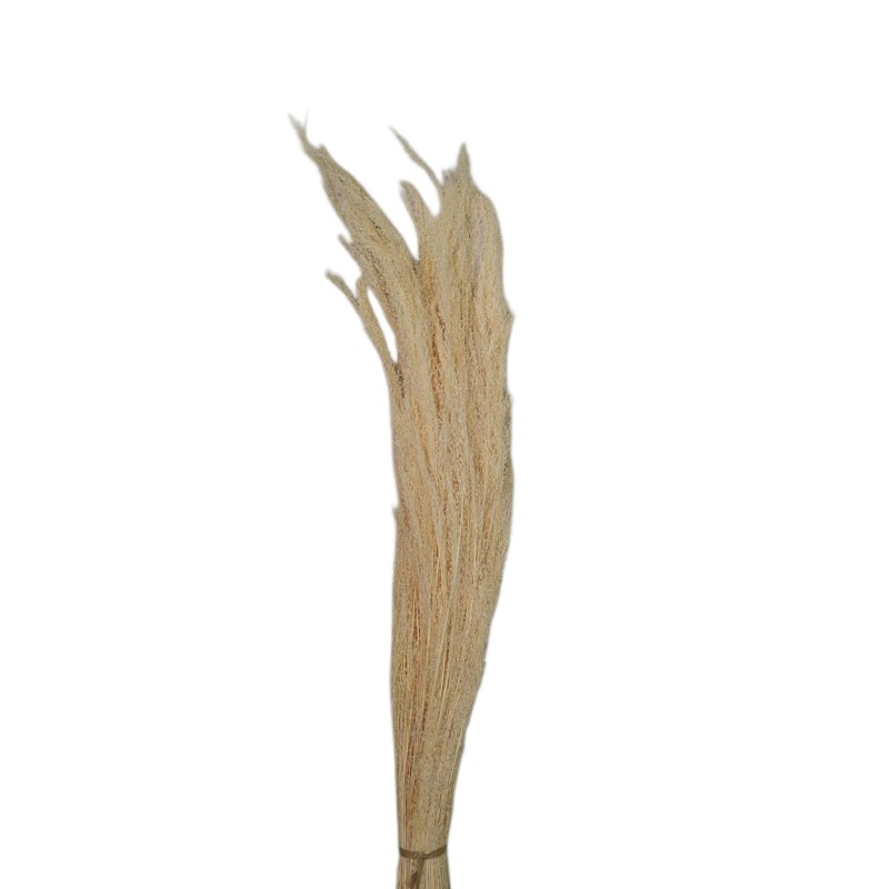 AGROSTIS BLANCO 40CM