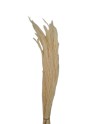 AGROSTIS BLANCO 40CM