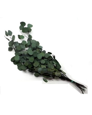 EUCALIPTUS POPULUS PRES 60 CM VERDE