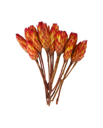 RAMAS PROTEA GOLD CUP 37X20X10 CM 15 PZS