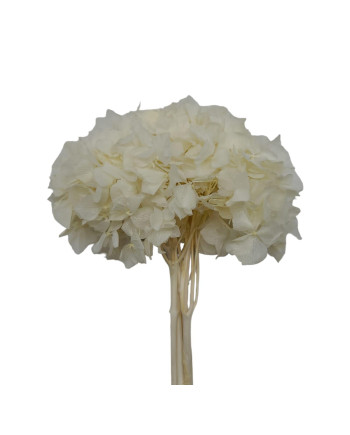 HORTENSIA PRESERVADA BLANCA