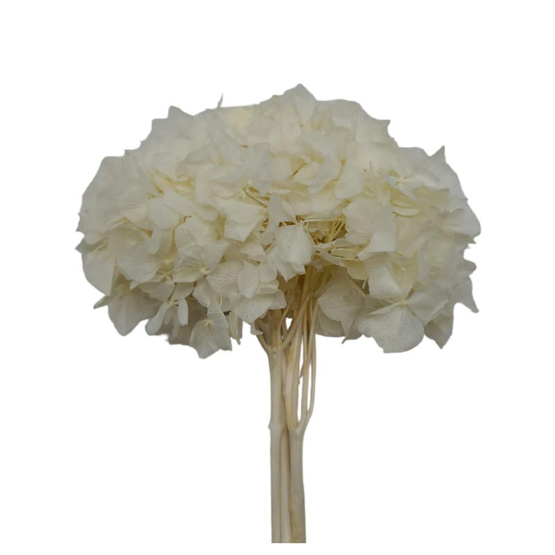 HORTENSIA PRESERVADA BLANCA