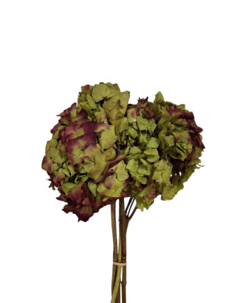 HORTENSIA PRESERVADA BICOLOR