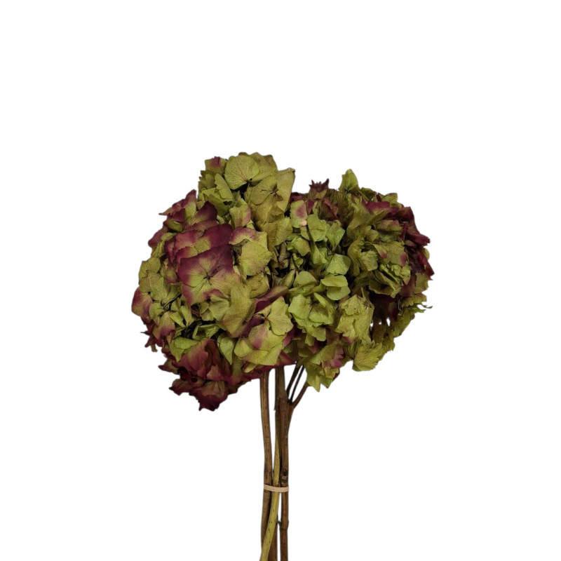 HORTENSIA PRESERVADA BICOLOR